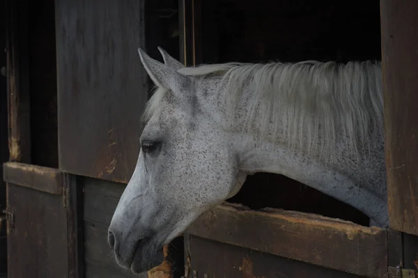 白い馬のクローズアップショット — ストック写真