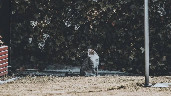 Eine Schöne Aufnahme Einer Katze Die Vor Einer Pflanzenmauer Steht — Stockfoto