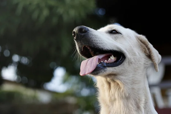 Çok Tatlı Bir Labrador Retriever Yakın Plan Fotoğrafı — Stok fotoğraf