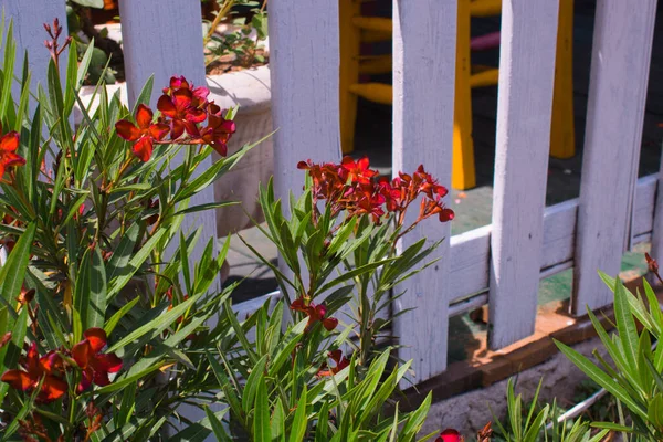 Hermoso Red Oleander Creciendo Frente Valla Madera — Foto de Stock