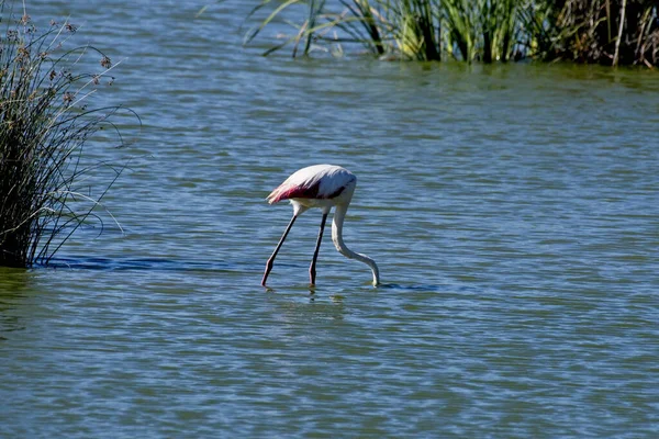 Vacker Flamingo Dricksvatten Från Sjön — Stockfoto