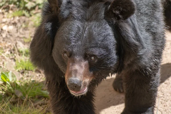 Zbliżenie Himalajskiego Czarnego Niedźwiedzia Zoo Dzień — Zdjęcie stockowe