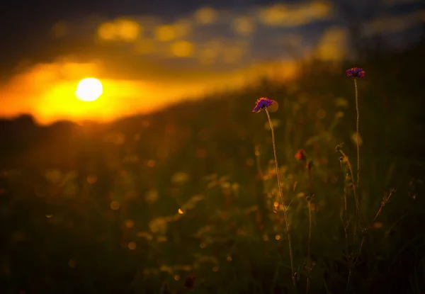 Egy Gyönyörű Sekély Virágfókusz Felvétel Napnyugtakor Réten — Stock Fotó