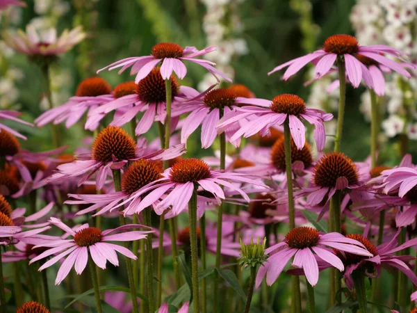 Detailní Záběr Krásné Květy Echinacea Purpurea — Stock fotografie