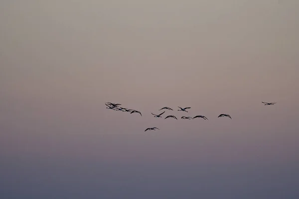 Eine Schöne Aufnahme Eines Vogelschwarms Der Hoch Den Himmel Fliegt — Stockfoto