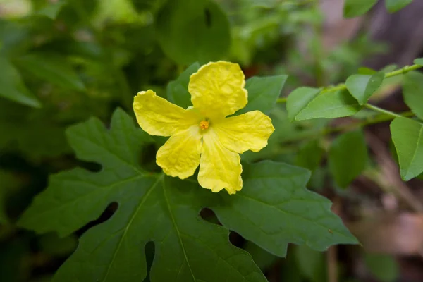 Primer Plano Una Flor Momordica Jardín — Foto de Stock