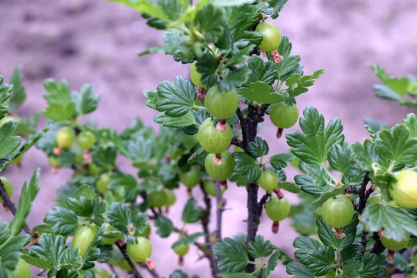 Eine Nahaufnahme Von Zweigen Mit Unreifen Grünen Johannisbeeren — Stockfoto