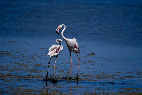 Schöne Flamingos Stehen Seewasser — Stockfoto