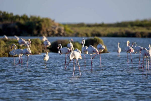 Een Prachtig Shot Flamingo Het Water — Stockfoto
