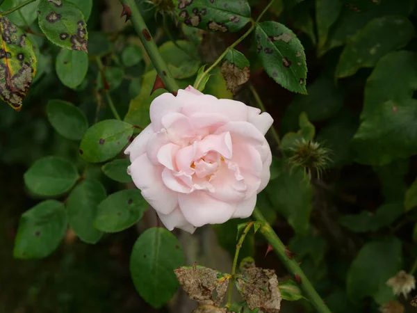 Une Macro Photo Une Rose Dans Jardin — Photo