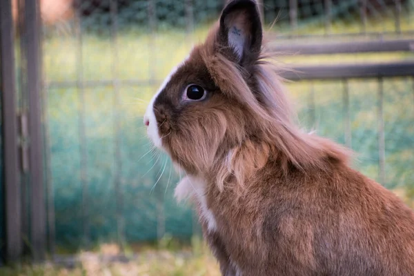 Ein Braunes Kaninchen Käfig — Stockfoto