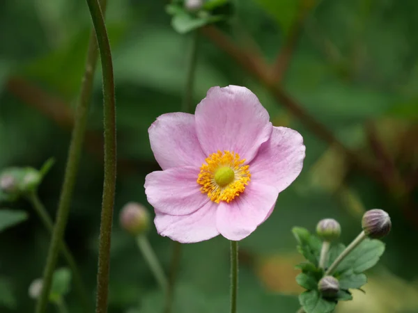 Closeup Pink Flowers Garden Captured Daytime — Stock Photo, Image