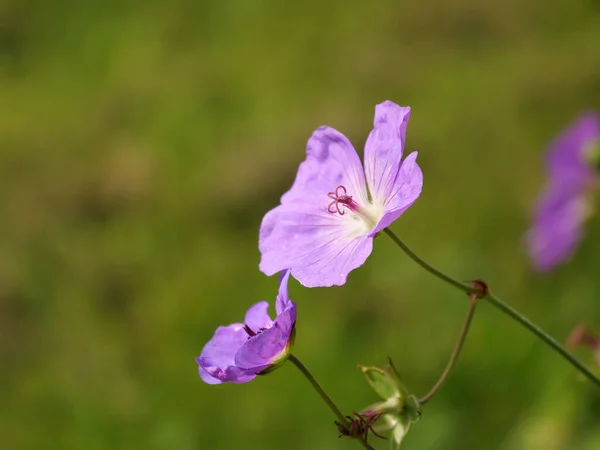 Селективный Снимок Фиолетовых Цветов Саду Сделанный Днем — стоковое фото