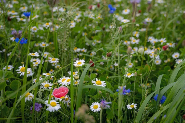 Coisas Mais Bonitas Natureza São Flores — Fotografia de Stock