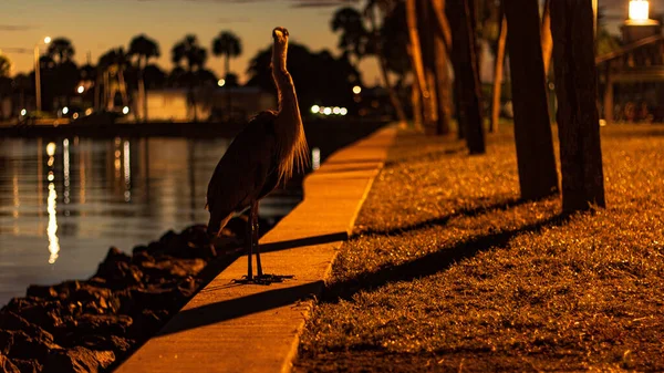 Heron Standing River Border Light Street Lamps — Stock Photo, Image