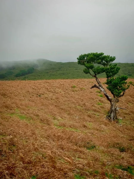 Plano Vertical Árbol Creciendo Solo Medio Campo Dorado — Foto de Stock