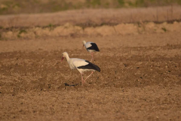 Closeup Shot Storks Field — Stock Photo, Image