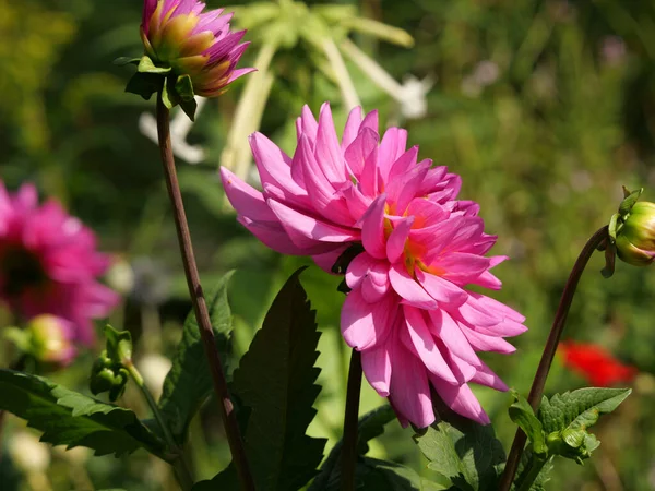 Close Flores Dahlia Rosa Sob Luz Sol — Fotografia de Stock