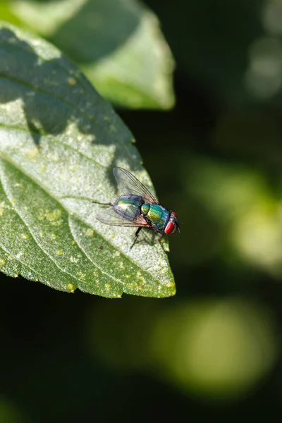 Disparo Vertical Una Mosca Colores Una Hoja Día Soleado —  Fotos de Stock