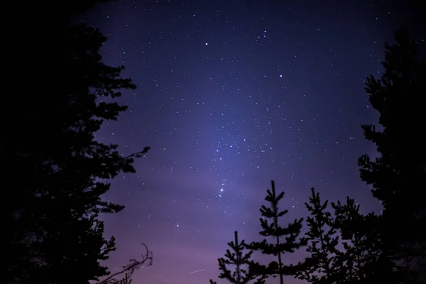 木々の間に広がる星空の魅惑的なショット — ストック写真