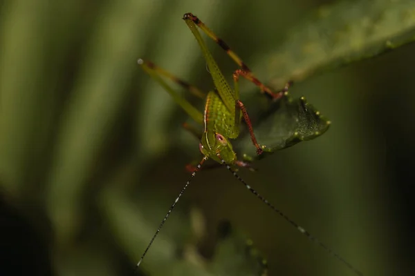 메뚜기의 매크로 — 스톡 사진