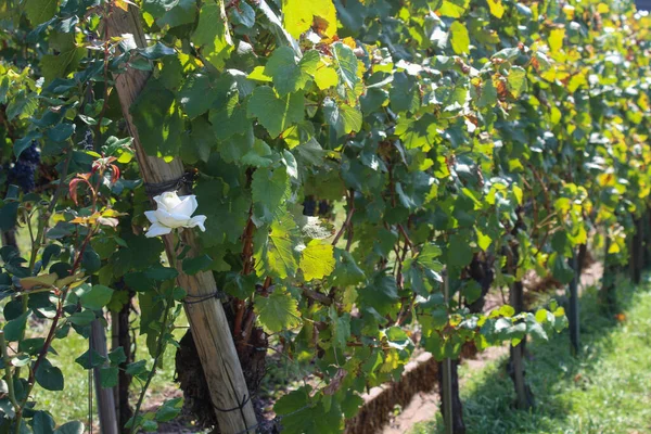 Tiro Perto Uvas Que Crescem Nas Árvores Vinha — Fotografia de Stock