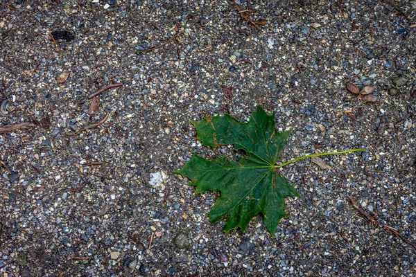 Une Vue Dessus Feuille Verte Sur Sol Petites Pierres — Photo