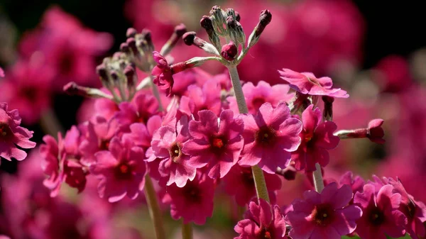 Detailní Záběr Roztomilé Gillyflowers Pod Slunečním Světlem — Stock fotografie