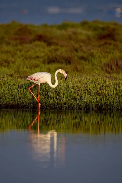 Beautiful Pink Flamingo Lake Spain — Stock Photo, Image