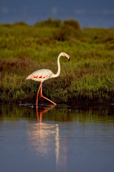 Beautiful Pink Flamingo Lake Spain — Stock Photo, Image