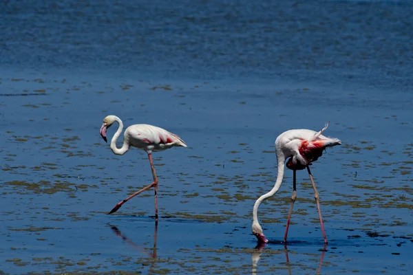 Schöne Flamingos Stehen Klarem Blauem Wasser — Stockfoto