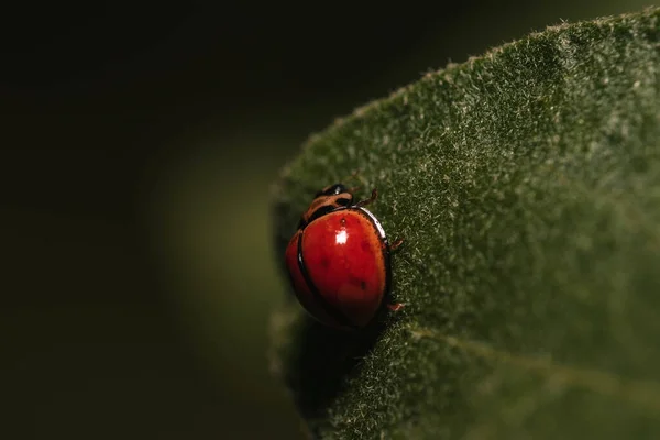 Plan Macro Une Coccinelle Rouge Sur Une Feuille — Photo