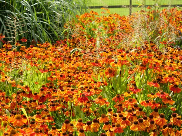 Una Hermosa Toma Ramo Flores Helenio Jardín — Foto de Stock