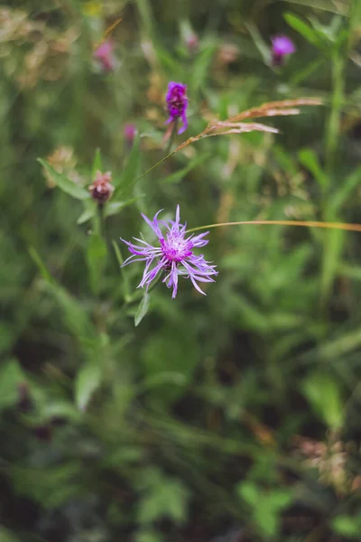 Vertikal Selektiv Fokus Skott Exotiska Lila Blommor Fångas Trädgård — Stockfoto