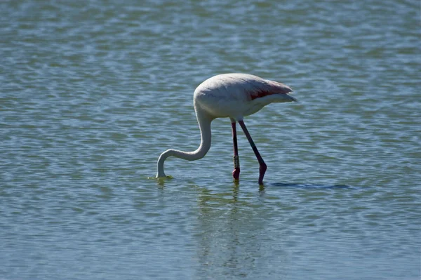 Красивый Фламинго Головой Водой — стоковое фото