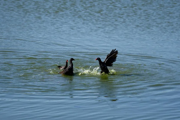 Common Moorhens Fighting Water — Stock Photo, Image