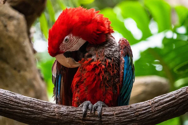 Detailní Záběr Papouška Macawa Usazeného Větvi — Stock fotografie
