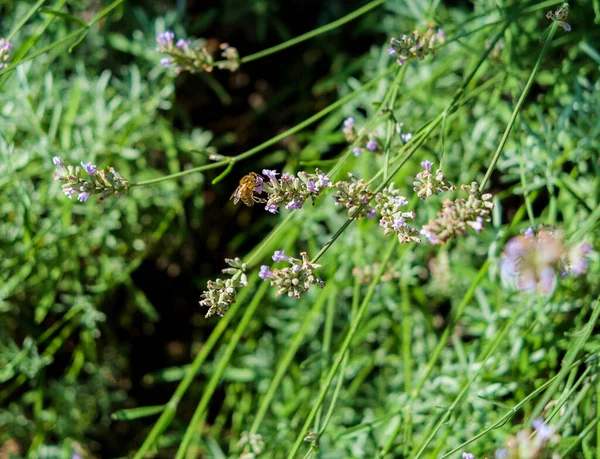 Närbild Ett Honungsbi Suger Nektar Från Blomma — Stockfoto