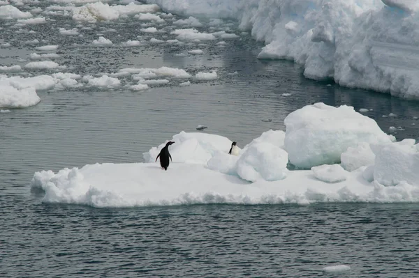 Letecký Záběr Tučňáků Ledové Kře Oceánu — Stock fotografie