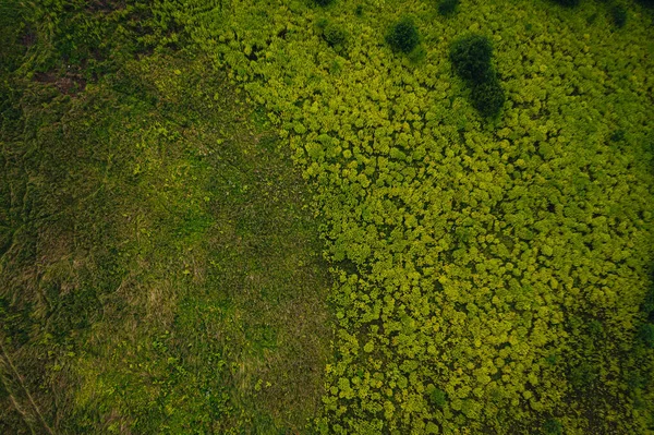 Flygbild Vacker Skog Täckt Grönt Och Träd — Stockfoto