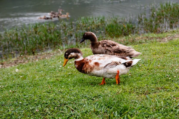 Gros Plan Des Colverts Près Lac — Photo