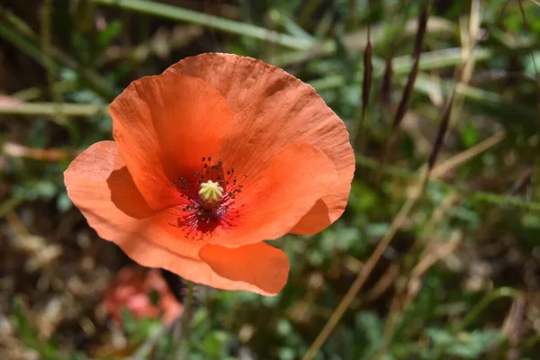 庭の美しい赤いケシの花のクローズアップ — ストック写真