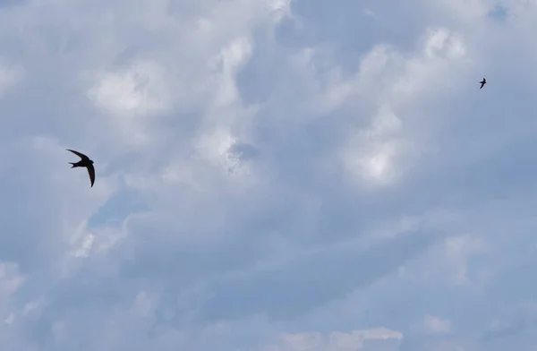 Ein Martin Hausvogel Fliegt Einem Bewölkten Himmel — Stockfoto