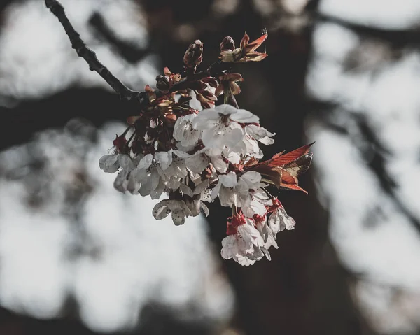 Closeup Shot Bunch Cherry Blossoms Blurred Background — Stock Photo, Image