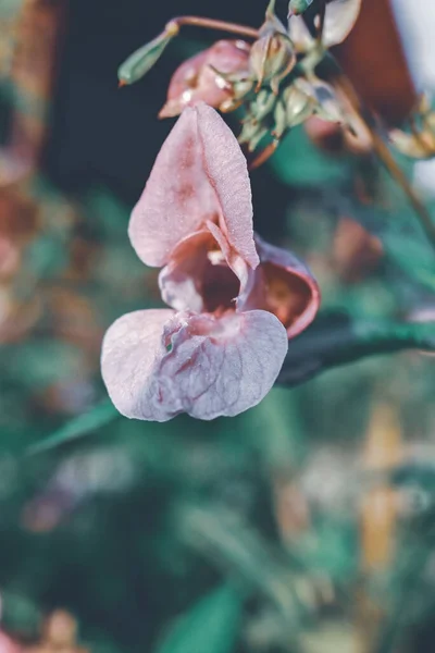 Ένα Κάθετο Κοντινό Πλάνο Ενός Όμορφου Ροζ Λουλουδιού Βάλσαμο Έναν — Φωτογραφία Αρχείου