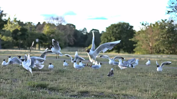 White Larus Relictus Gulls Green Grass Park Daytime — Stock Photo, Image