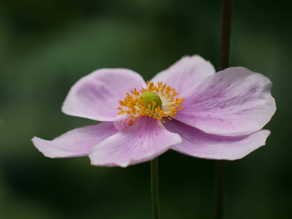 Μια Μακρο Φωτογραφία Από Ένα Λουλούδι Anemone Hupehensis — Φωτογραφία Αρχείου