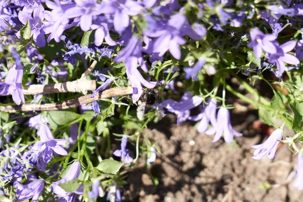 Humla Flyger Runt Clematis Betty Corning — Stockfoto