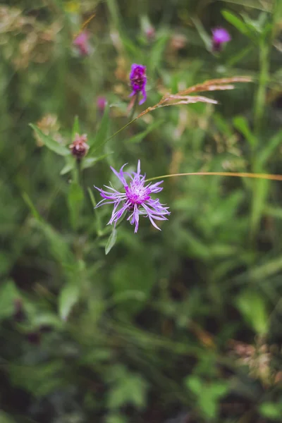 Enfoque Selectivo Vertical Flores Exóticas Color Púrpura Capturadas Jardín —  Fotos de Stock