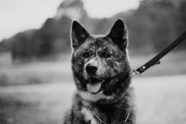 Egy Szürkeárnyalatú Felvétel Egy Nagy Bolyhos Kutyáról Hegyes Fülekkel — Stock Fotó